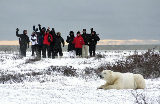 Photographing Polar Bears Up Close And Personal -- Tips And Equipment 