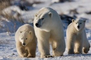 polar-bear-with-cubs