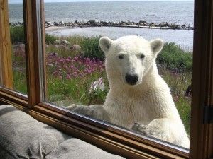 Polar bear looking fior lunch! Rebecca Reimer Photo