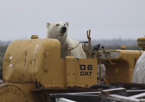 Polar Bear decides to be cat driver on Hudson Bay