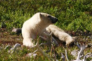 Polar bear enjoys the sunshine outside the Lodge