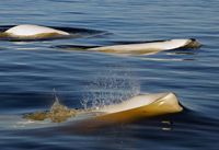 Beluga Whales at mouth of Seal River on Hudson Bay