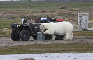 Polar bear eats Caribou sandwiches and chicken soup for lu
