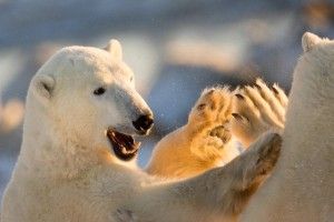 Churchill polar bears high-five each other at sunset on Seal River