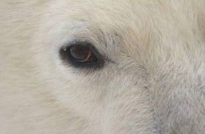 Eye to eye with the mighty Polar Bear