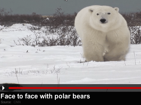 Click the image above to see raw CNN video footage of the Polar Bears.