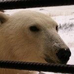 A Polar Bear Checks out What is Going On in the Kitchen