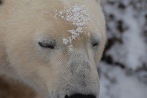 Beware the Peaceful Polar Bear - Beautiful!