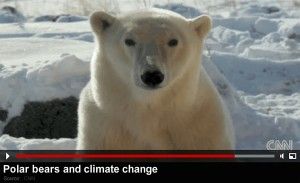 Polar Bears and Climate Change CNN