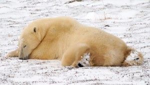 Polar Bear taking a nap on the tundra