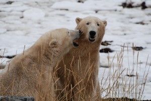 Polar Bears conversing on the Hudson Bay tundra