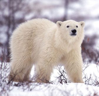Churchill Polar Bear cub outside the Lodge