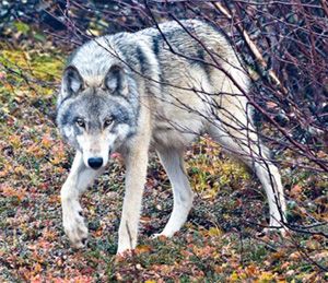 Arctic Wolf Photo Canada