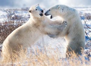Churchill polar bears wrestling