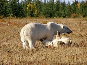 Polar Bear Mother and Cub Photo