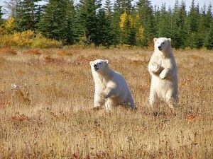 Polar Bears standing in grass.