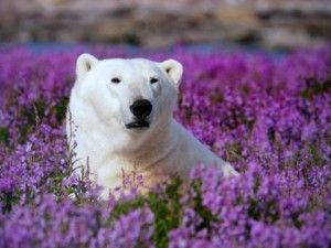 Polar Bear Photo - Polar Bear in Fireweed by Dennis Fast