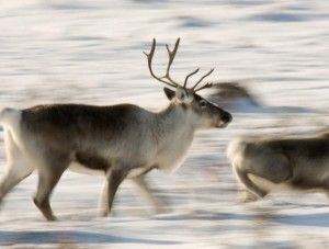 Caribou running over tundra