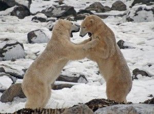Polar bears wrestling near Seal River Lodge on Hudson Bay. Claire Wilson photo.