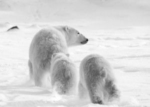 Polar Bear Mom with Cubs - 2009 Churchill Wild Photo Contest - Photo Credit: Debbie Winchester