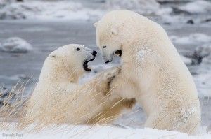 Polar Bears playing at Seal River - Photo Credit: Dennis Fast