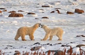 Polar bear photo Clash of the Titans taken by Claire Wilson at Seal River near Churchill, Manitoba on Hudson Bay while on Churchill Wild's Great Ice Bear Tour.