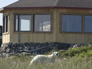 Polar bear in grass outside new dining room at Seal River Lodge on Hudson Bay near Churchill, Manitoba