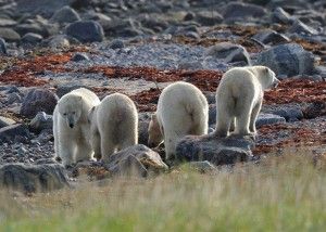 Polar bears meeting near Seal River Lodge north of Churchill Manitoba on Hudson Bay