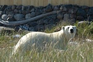 Polar bear outside Seal River Lodge on Hudson Bay near Churchill, Manitoba
