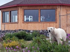Polar bear outside new Seal River Lodge dining room Summer 2010