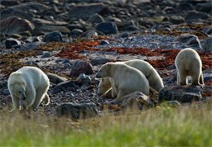 Polar bears were everywhere in the Summer of 2010 at Churchill Wild's Seal River Heritage Lodge.