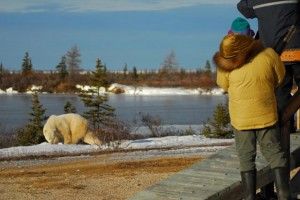 Polar bear and guests meet outside Dymond Lake Lodge