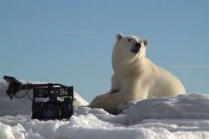 Polar bear poses for the 3D movie crew