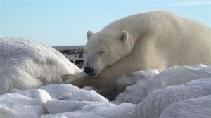 Polar bear napping between takes