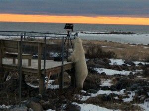 Polar bear takes a bite out of the deck at sunset