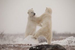 Polar bears sparring near Seal River on Hudson Bay