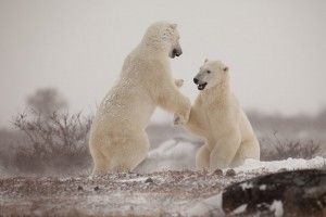 Polar bears getting ready to dance at Seal River on Hudson Bay
