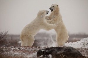 Polar bears play fighting near Churchill Wild's Seal River Heritage Lodge on Hudson Bay.