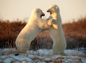 Polar bears standing and sparring near Seal River on Hudson Bay