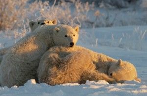 Polar bears cubs attend to dying mother 