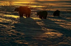Mother polar bear and cubs at sunset.