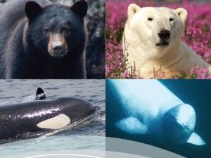 Black and White Adventure - Black bears, Polar Bears, Killer Whales and Beluga Whales