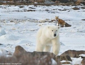 Polar bear and Arctic Fox photographed by Larry G.Kinney at Churchill Wild's Seal River Lodge