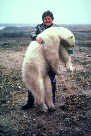 Ian carrying tranquilized polar-bear