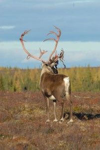 Caribou with large set of antlers