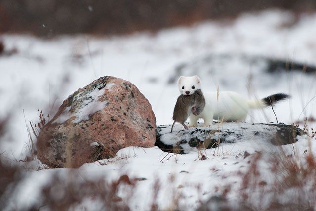 Arctic Wildlife Photo Other Winner Sean Crane