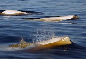 Beluga Whales on Hudson Bay - Michael Poliza Photo