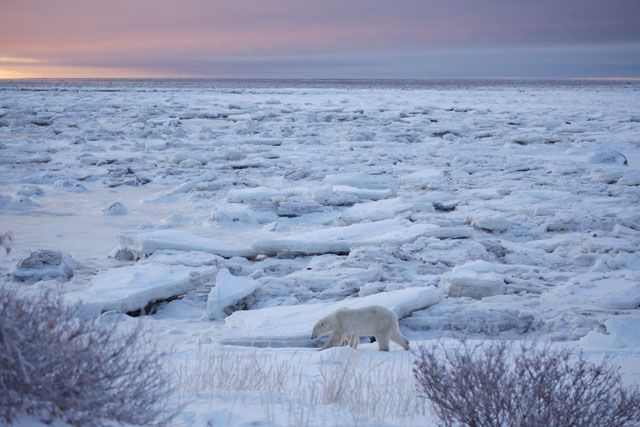 Polar Bear Walking on Tundra - Best Arctic Landscape Photo by Jessica Ellis