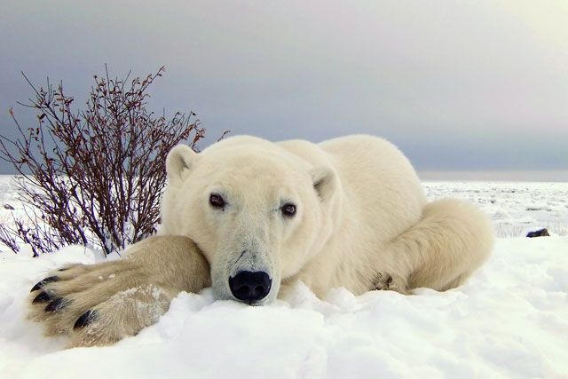 Best Polar Bear Photo 2010 Churchill Wild Photo Contest - Photo by Allan Gold