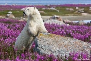 Polar bear in fireweed sticking tongue out